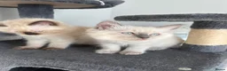 Ragdoll cats for sale: ❤️ fully vaccinated pure Ragdoll ready 25th August - Advert 9