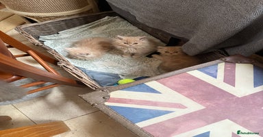 Persian cats - Advert 1