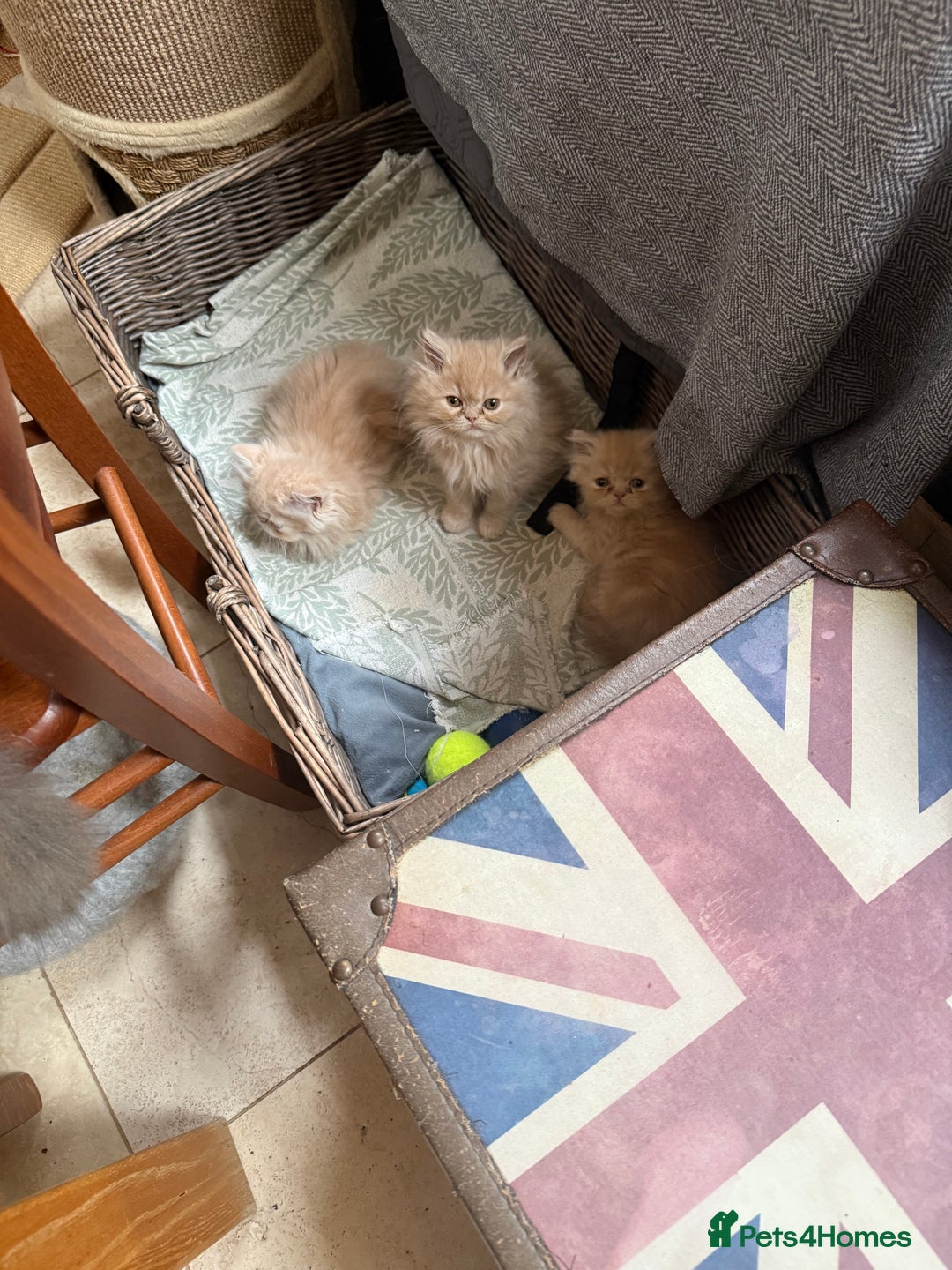 Persian cats for sale: Himalayan Persian cats - Image 3