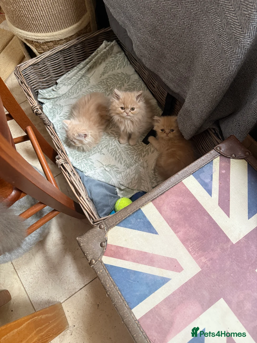 Persian cats for sale: Himalayan Persian cats - Advert 6