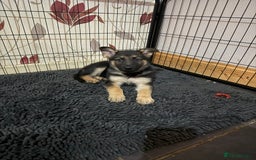 German Shepherd dogs for sale: German Shepard puppies  - Advert 16