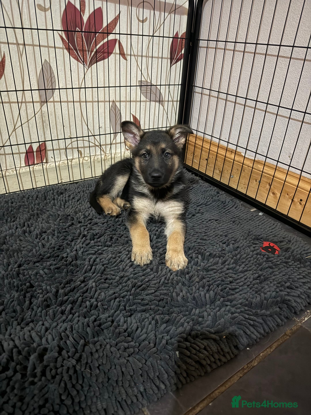 German Shepherd dogs for sale: German Shepard puppies  - Advert 16