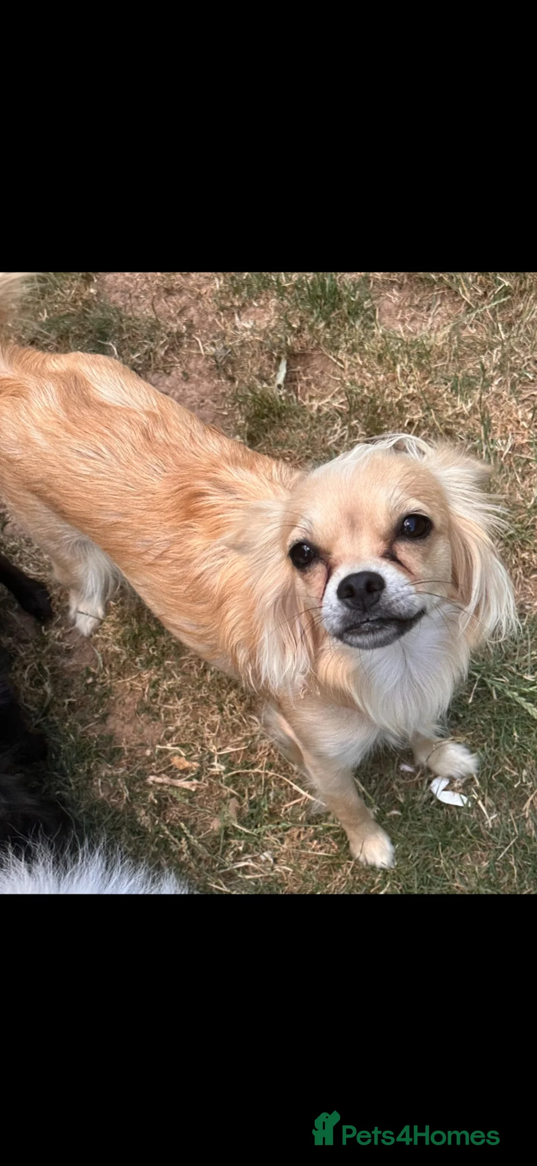 Pomchi dogs for sale: Beautiful playful well socialised Girl  - Advert 2