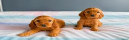 Cocker Spaniel dogs for sale: Cocker spaniel puppies in London - Advert 3