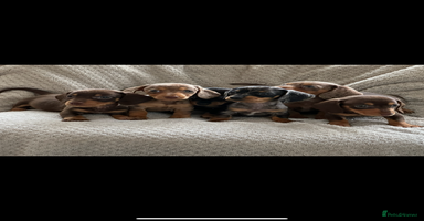 Miniature Dachshund dogs - Advert 16