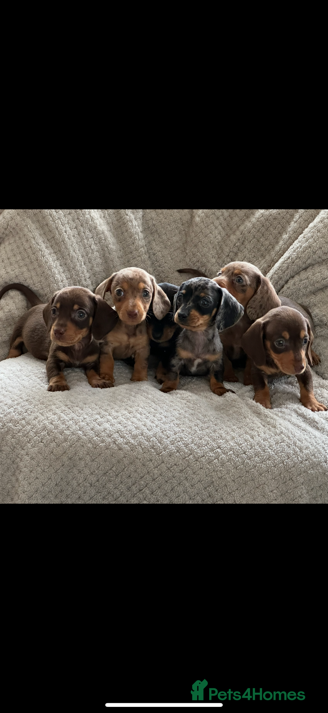 Miniature Dachshund dogs for sale: Kc registered miniature dachshund puppies  - Image 2