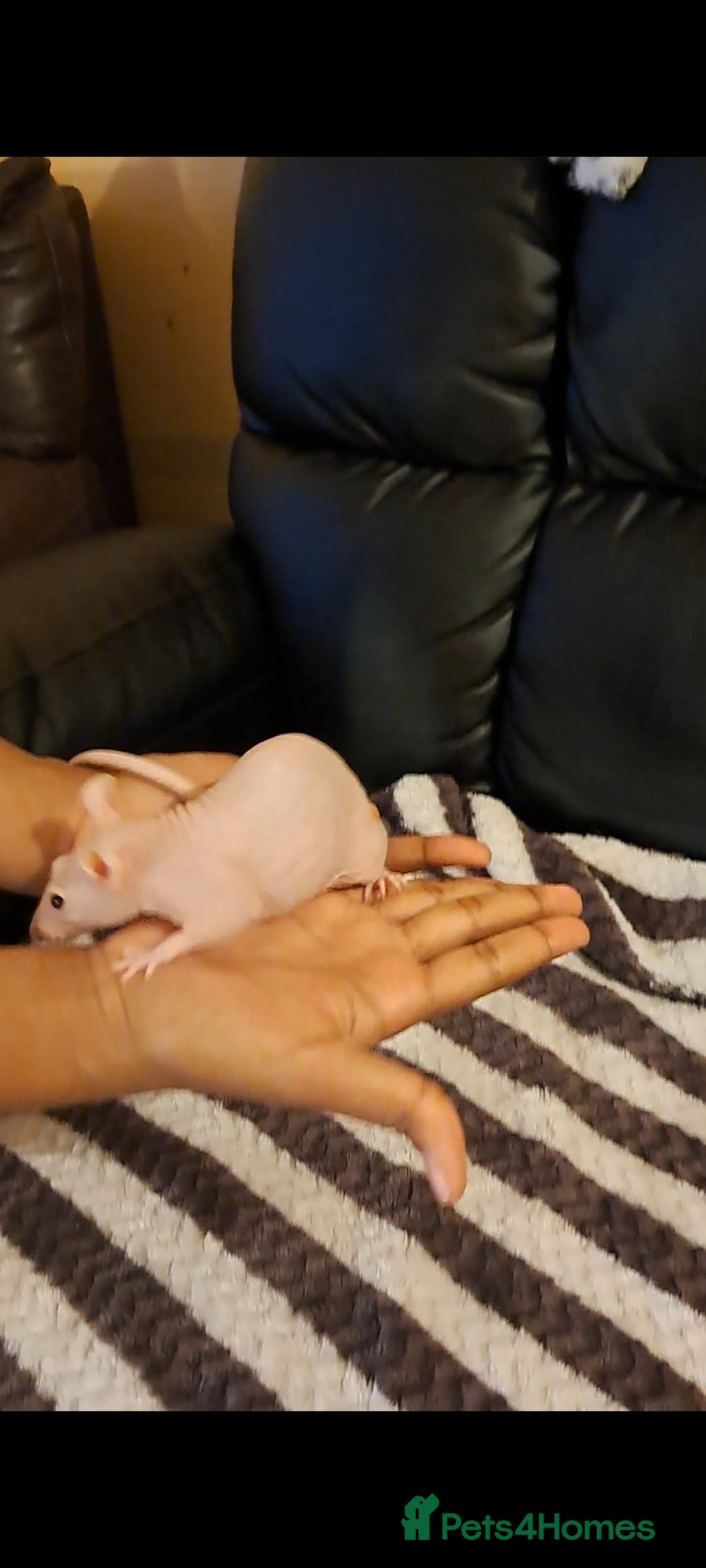 Rat rodents for sale: FEMALE RAT URGENT REHOMING. - Image 5