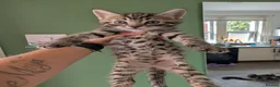 Mixed Breed cats for sale: Siberian X Bengal kittens for sale in Portsmouth - Advert 3