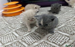 British Shorthair cats for sale: kitten  - Image 3