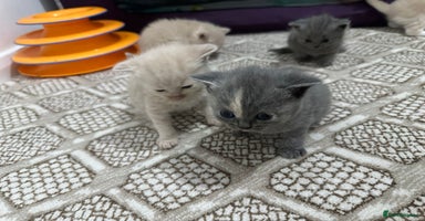 British Shorthair cats - Advert 10