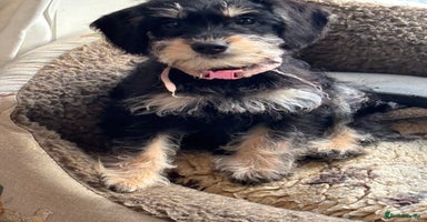 Mixed Breed dogs - Advert 1