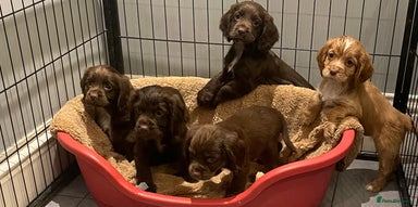 Cocker Spaniel dogs - Advert 11