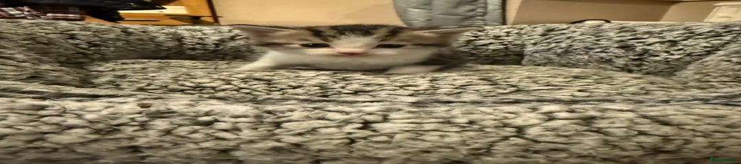 Mixed Breed Kitten 3