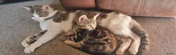 Mixed Breed cats for sale: Very pretty kittens looking for their loving home - Advert 13