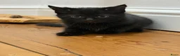 Mixed Breed cats for sale: 1 Boy and 1 Girl in Burnley - Advert 3