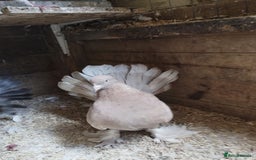 Pigeons birds for sale: Lovely fantails for sale  - Image 4