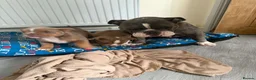 Olde English Bulldogge dogs for sale: Olde English bulldogge puppies - Advert 1