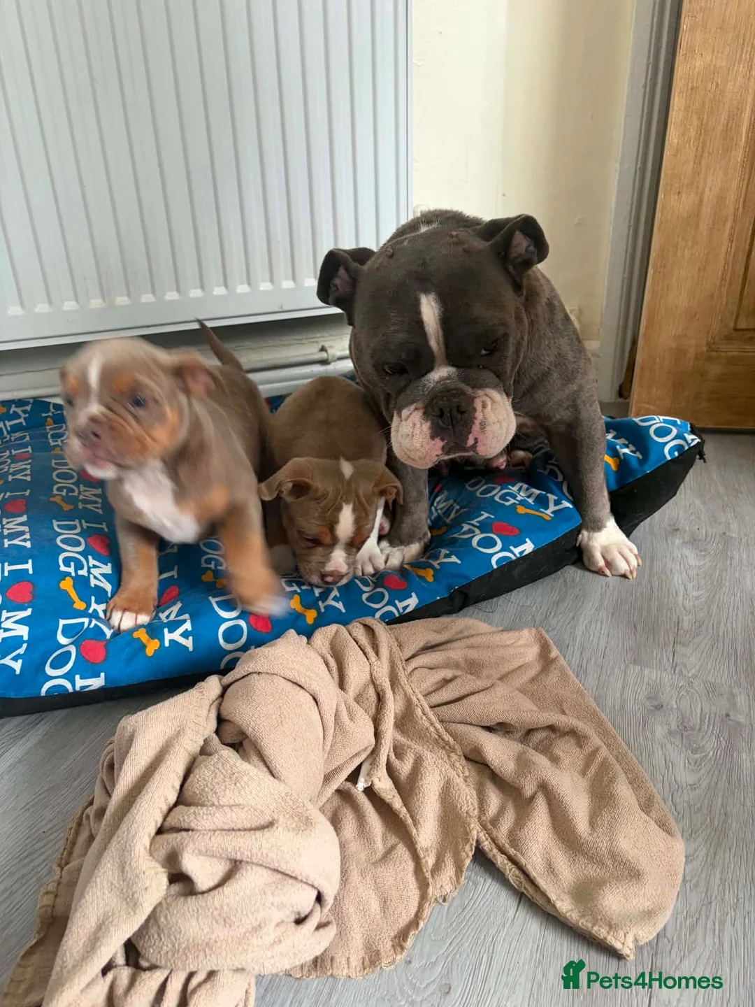 Olde English Bulldogge dogs for sale: Olde English bulldogge puppies - Advert 1