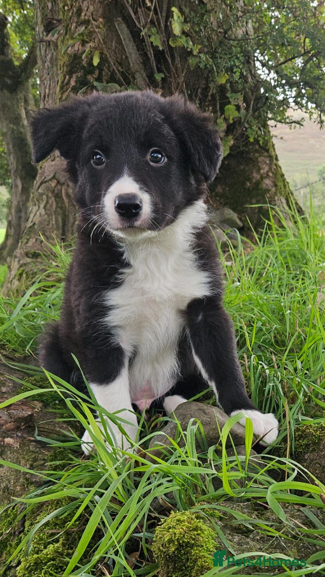 Border Collie dogs 🐾 🐾 ISDS Registered Border Collie Pups 🐾 🐾  - Advert 5