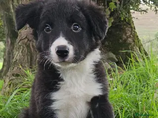 Border Collie dogs 🐾 🐾 ISDS Registered Border Collie Pups 🐾 🐾 - Advert 5