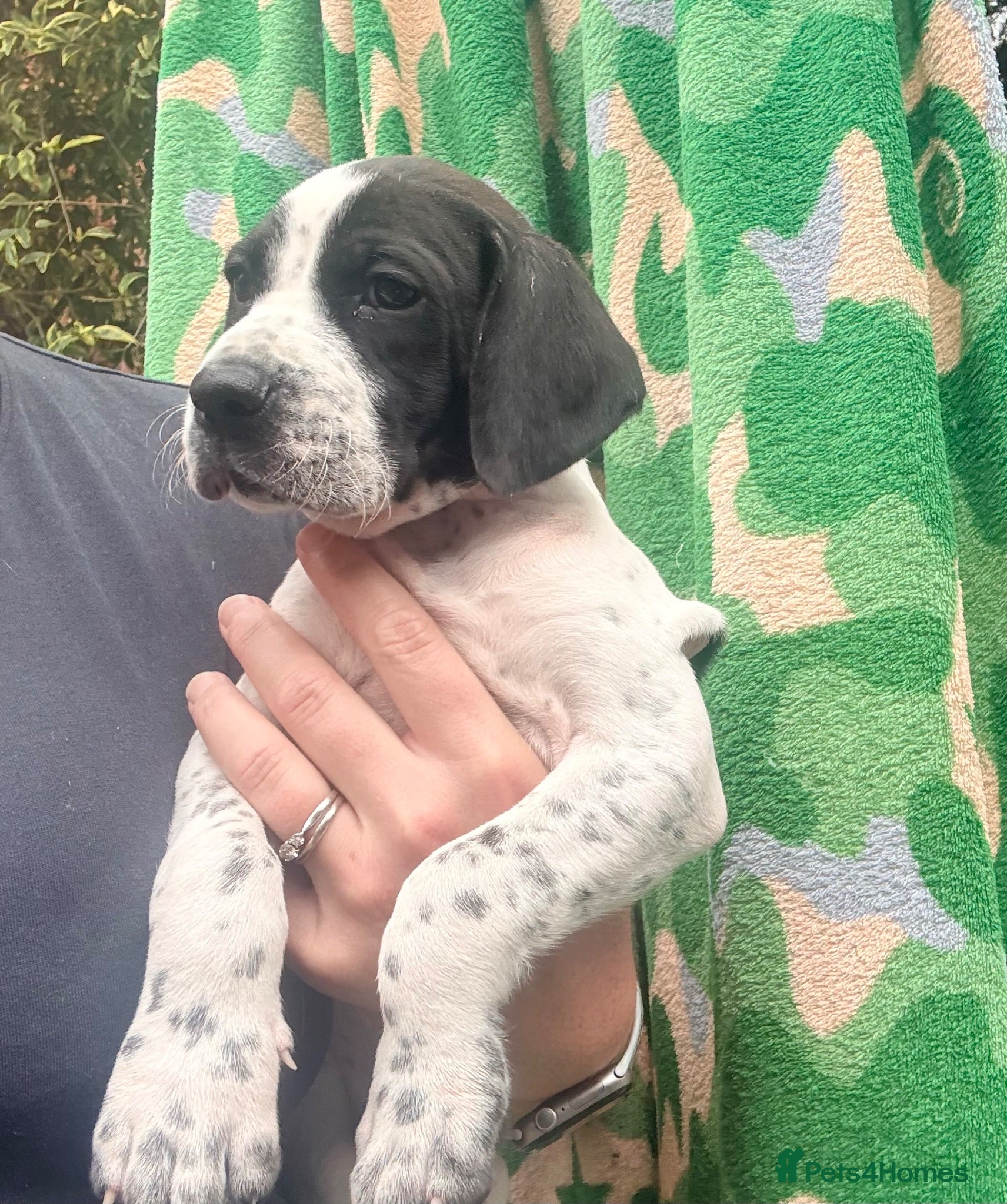 Pointer dogs Last 2 gorgeous puppies looking for a forever home - Advert 13