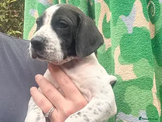 Pointer dogs Last 2 gorgeous puppies looking for a forever home - Advert 13