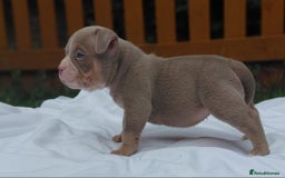 American Bully dogs for sale: REDUCED ABKC QUALITY MICROS - Image 8