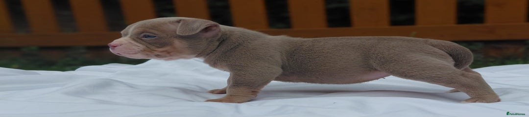 American Bully Puppy 4
