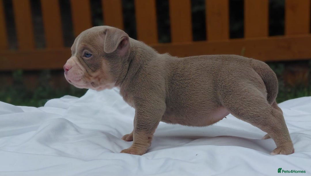 American Bully dogs for sale: REDUCED ABKC QUALITY MICROS - Image 8