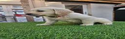 Golden Retriever dogs for sale: Golden Retriever puppys in Harrow London  - Advert 22