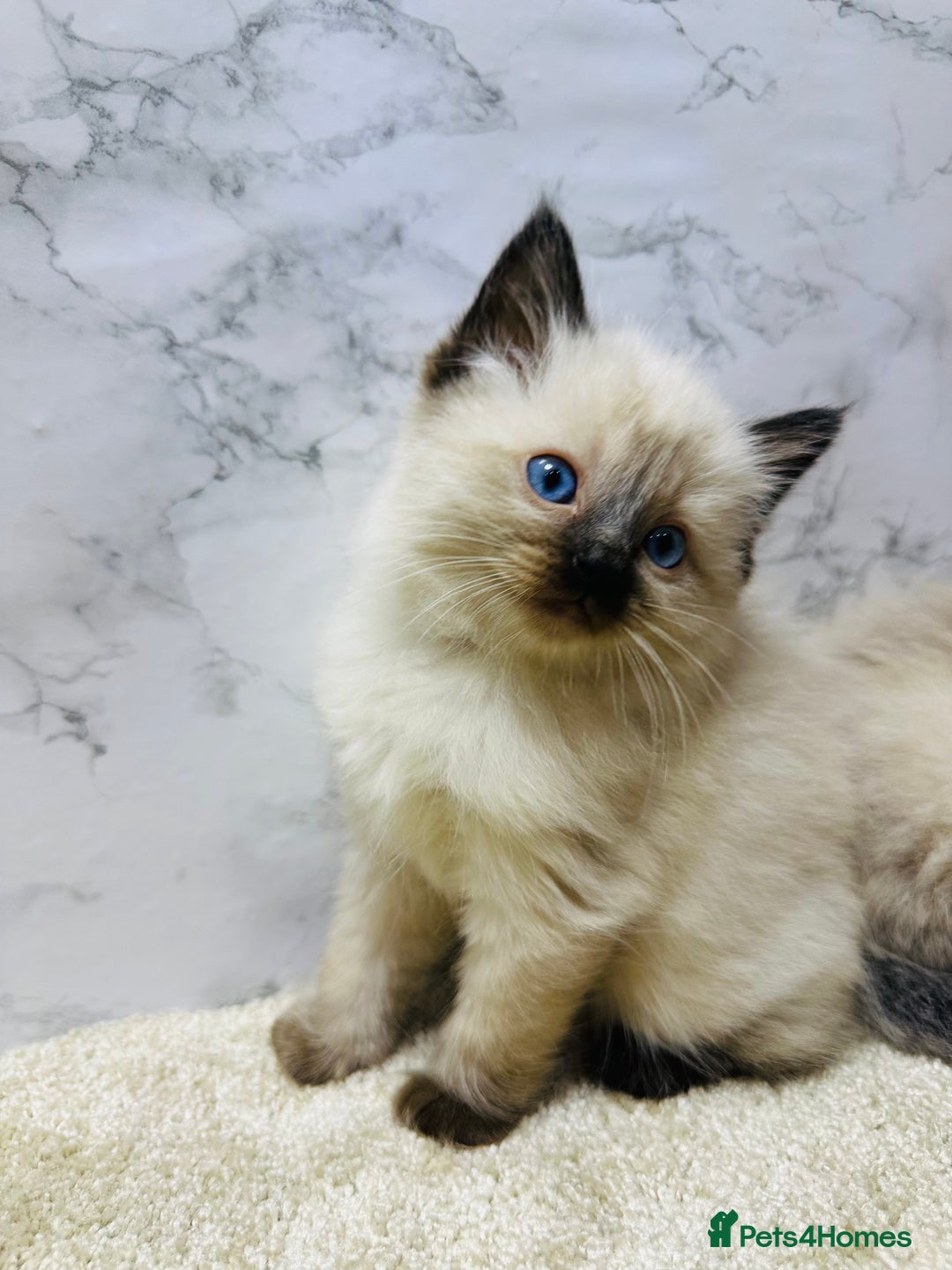 Ragdoll cats for sale: Pure Beautiful Ragdoll Kittens  - Advert 27
