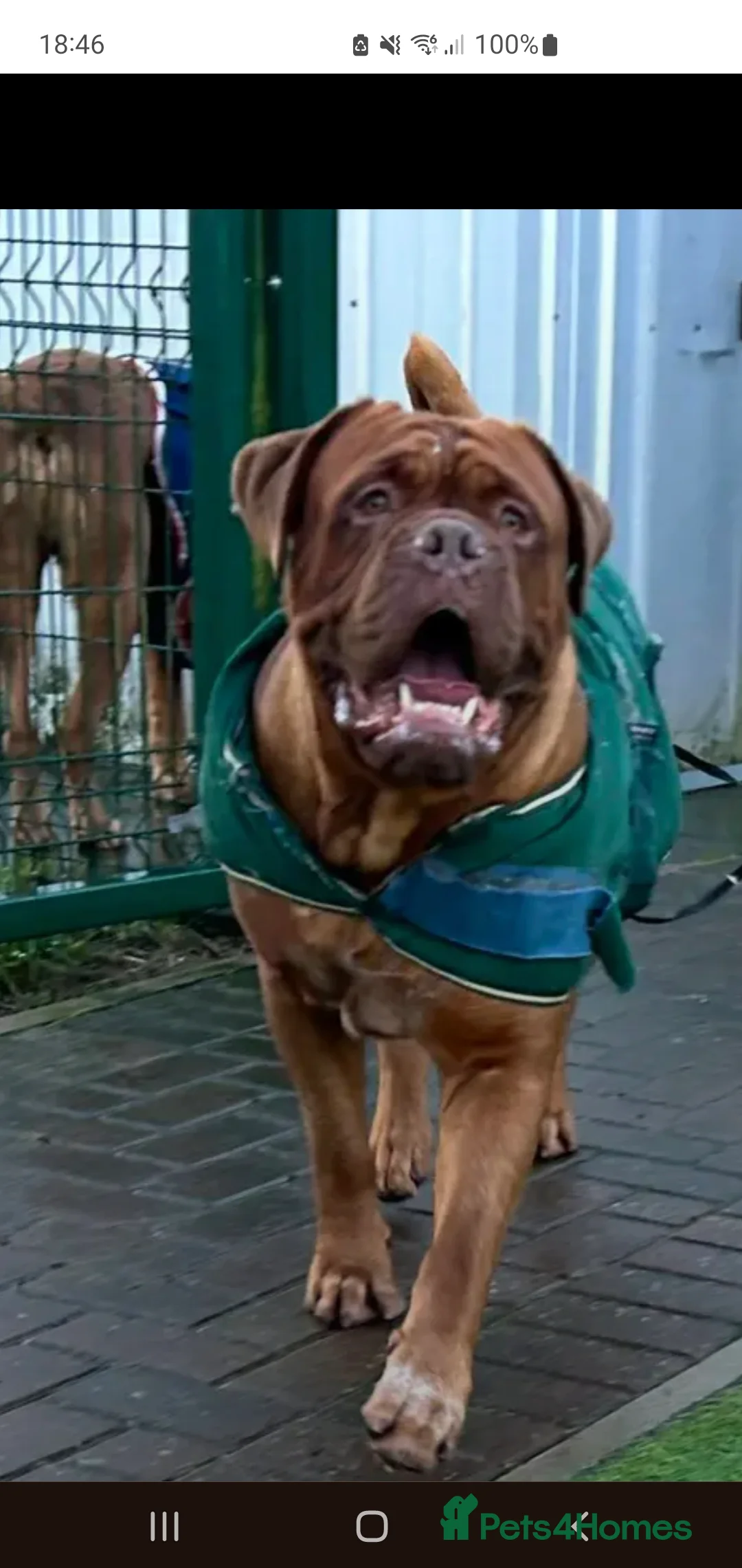 Dogue De Bordeaux dogs for stud: Big Dougie - Advert 5