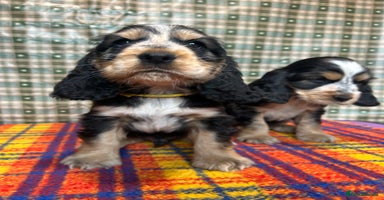 Cocker Spaniel dogs - Advert 12