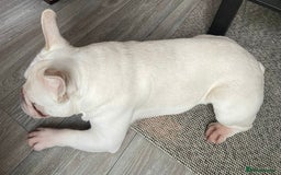 French Bulldog dogs for sale: Platinum Male French bulldog 22 months  - Image 16