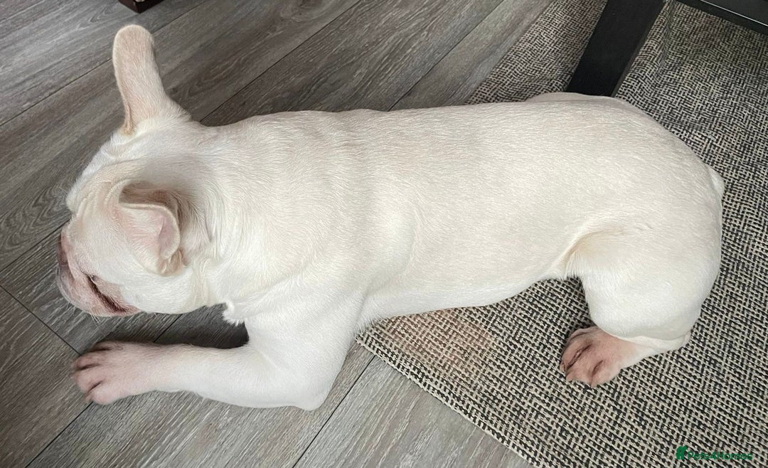 French Bulldog dogs for sale: Platinum Male French bulldog 22 months  - Image 16