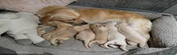 Golden Retriever dogs for sale: PEDIGREE GOLDEN RETRIEVERS  - Advert 3