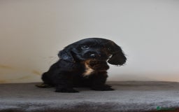 Cocker Spaniel dogs for sale: Show type Cocker Spaniels  - Image 11