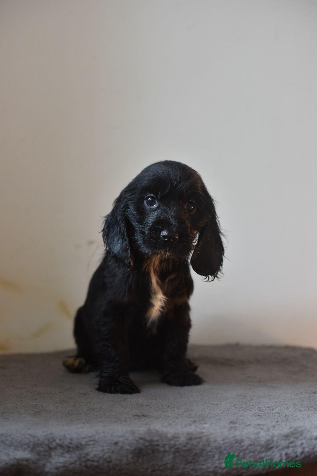 Cocker Spaniel dogs for sale: Show type Cocker Spaniels  - Image 11