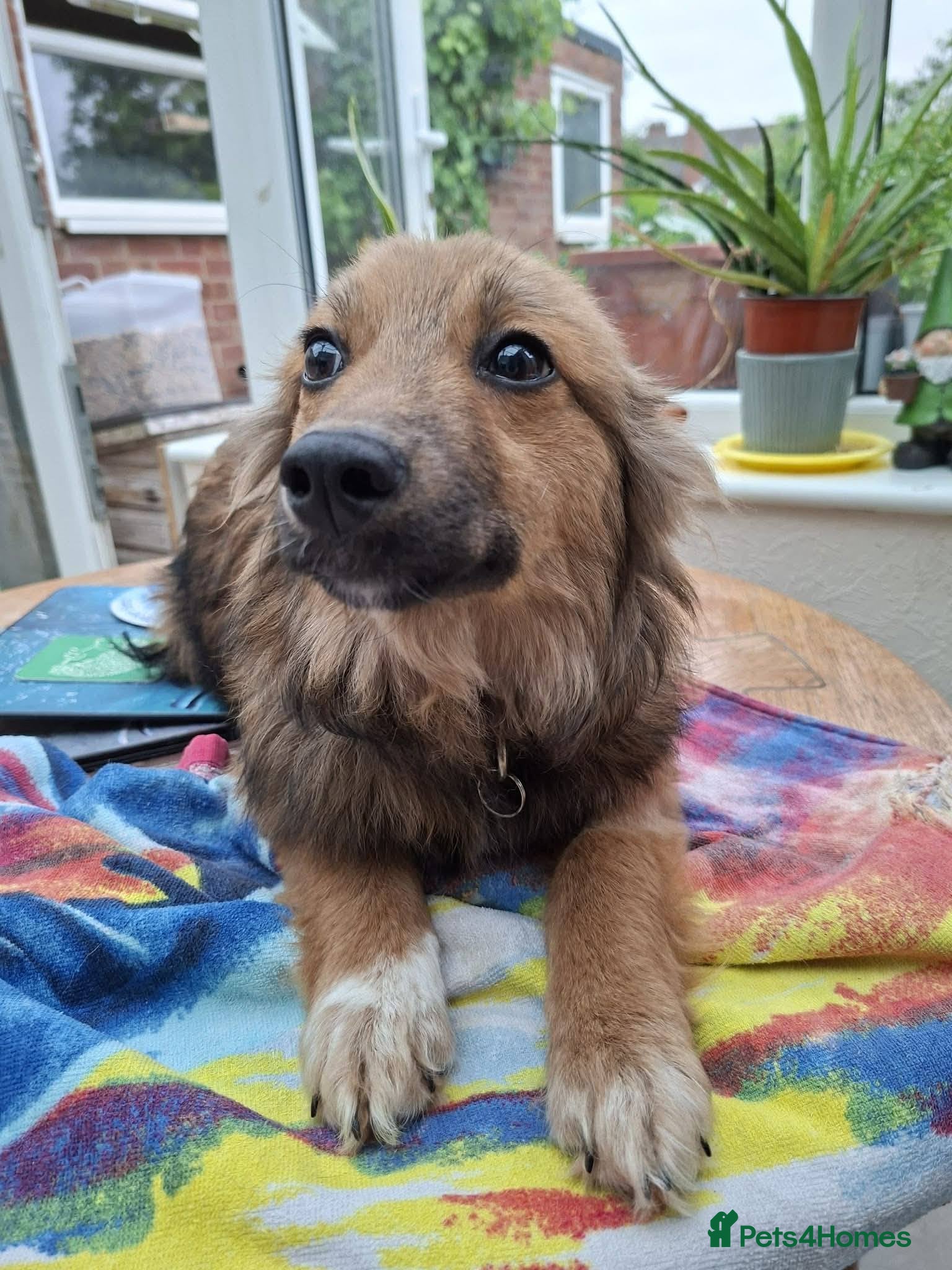 Mixed Breed dogs for adoption: Blossom for adoption in Bedford - Advert 9