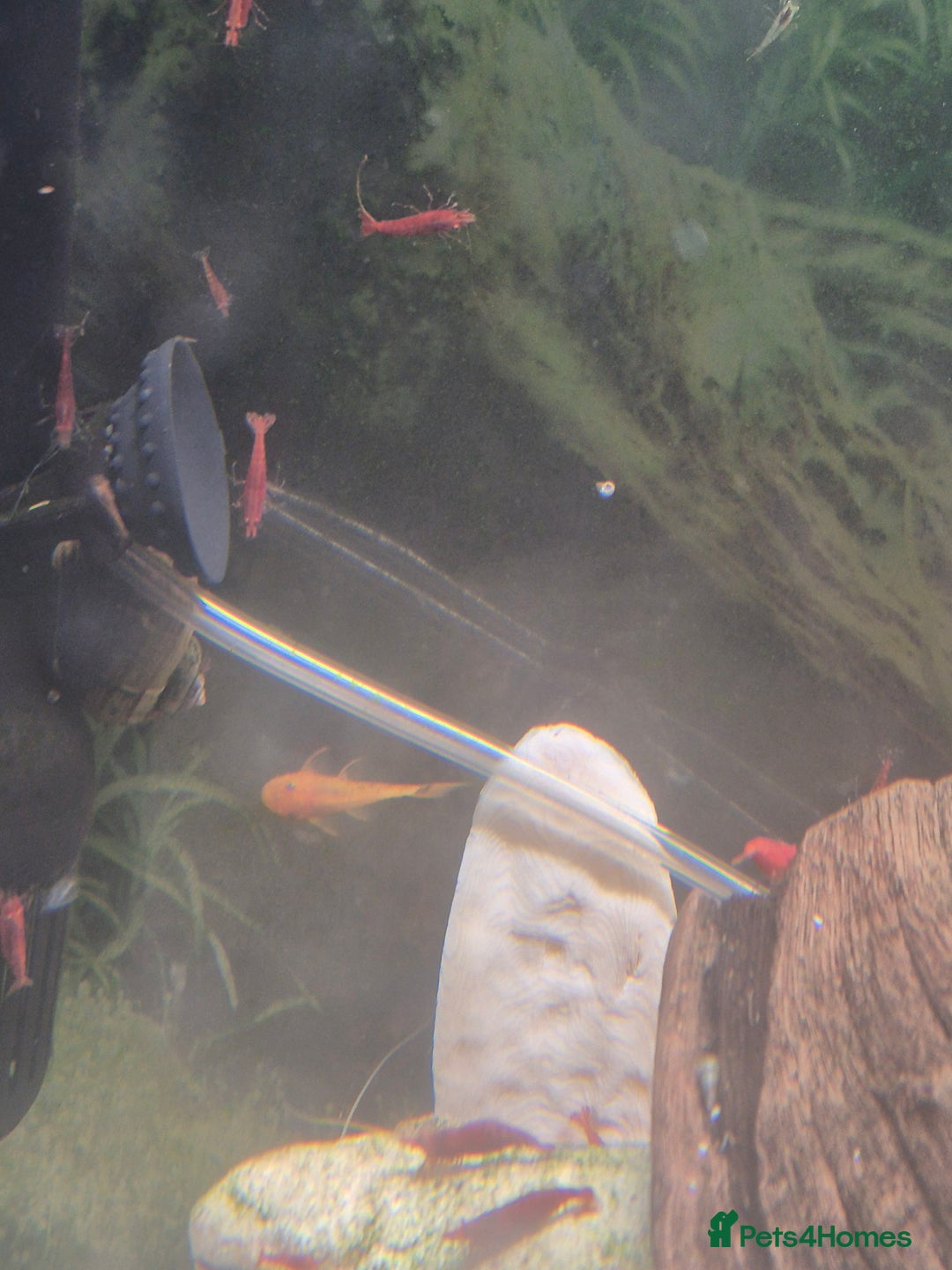 Plecos fish for sale: Red bristlenose pleco babies - Image 3