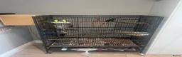 Conures birds for sale: Conure breeding pair  in Hounslow - Advert 5