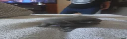 Mixed Breed cats for sale: Russian blue, mixed breed in Great Yarmouth - Advert 16