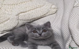 British Shorthair cats for sale:  Gorgeous BRITISH SHORTHAIR MALE  - Advert 6