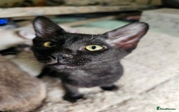 Sphynx cats for sale: Sphynx x Siamese kittens - Image 16