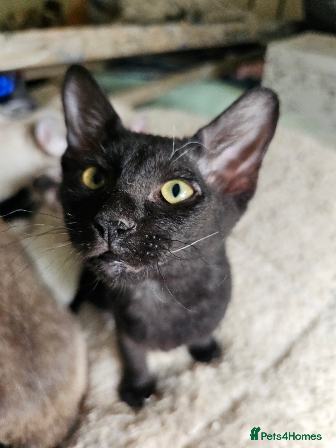 Sphynx cats for sale: Sphynx x Siamese kittens - Image 16