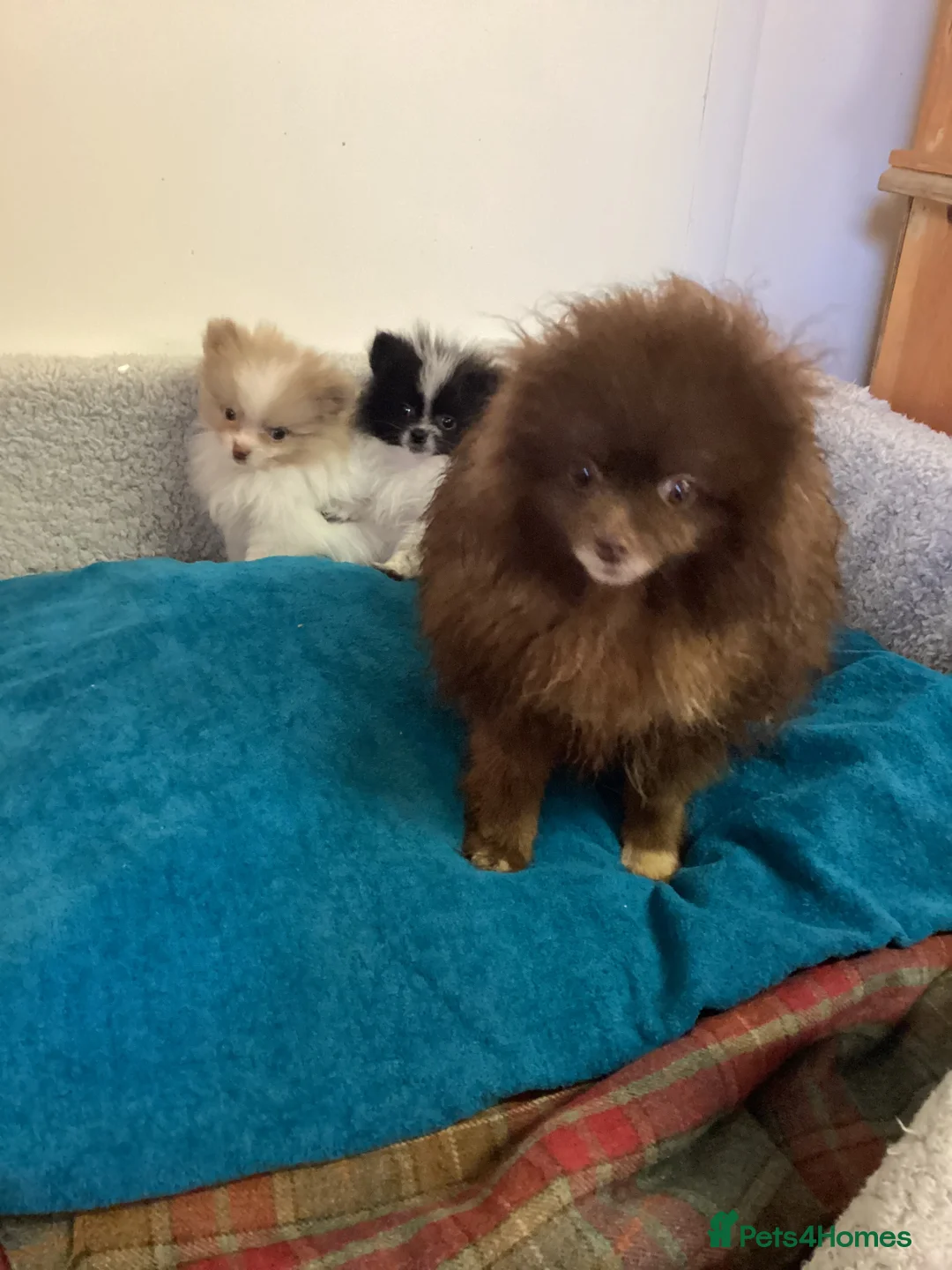 Pomeranian dogs for sale: Pomeranian  in Doncaster - Advert 7