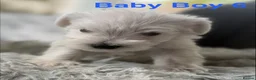 Miniature Schnauzer dogs for sale: Stunning Miniature Schnauzer Puppies - Advert 4