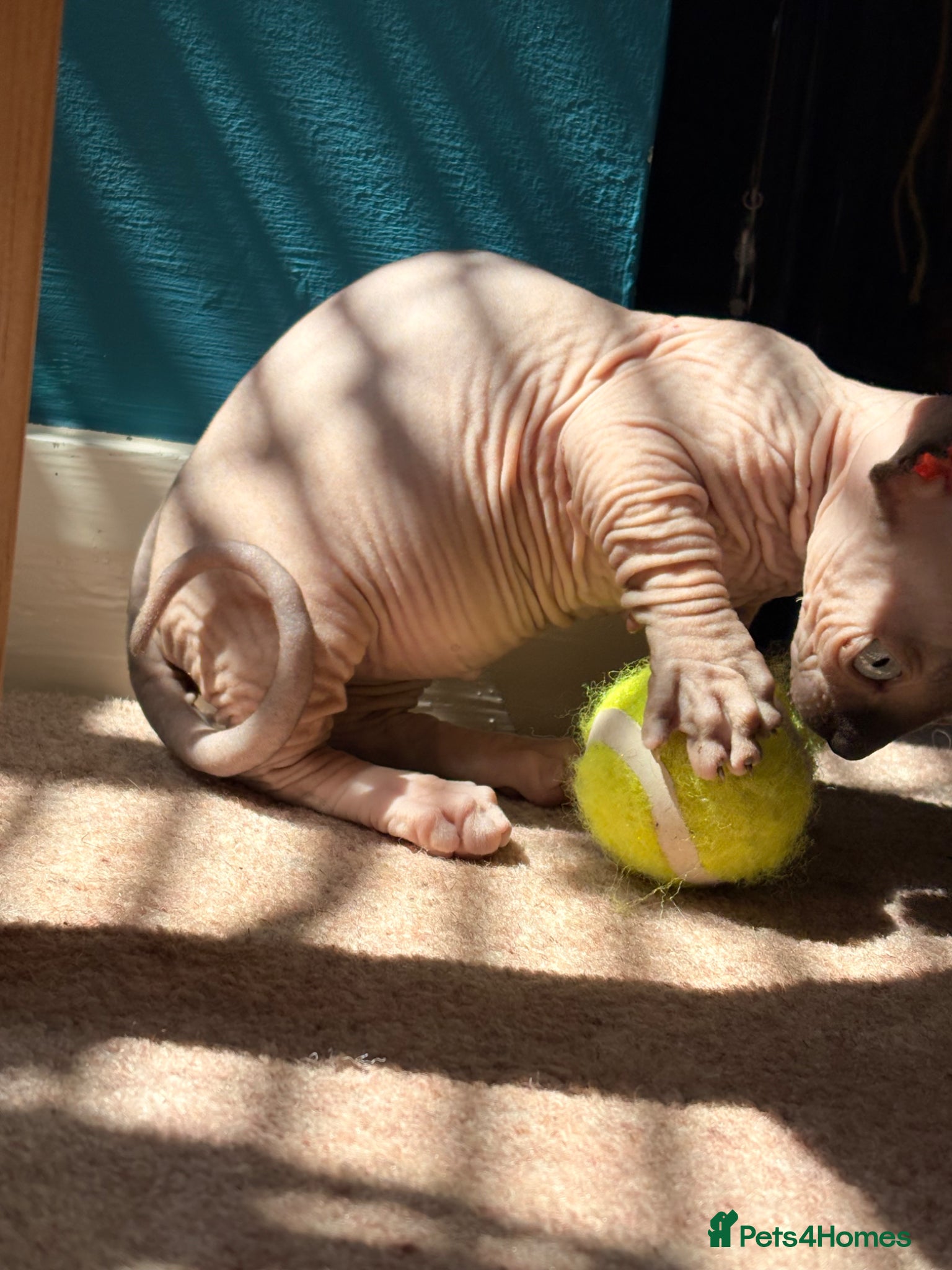 Sphynx cats for sale: Sphynx bambino kittens available 🐈‍⬛🐈 - Advert 14