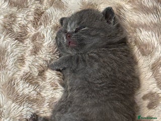 Scottish Fold cats Adorable Scottish Fold kittens, chocolate & Blue❤️ - Advert 9