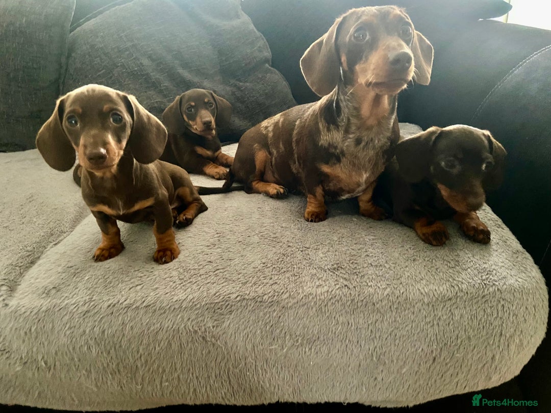 Miniature Dachshund dogs for sale: Miniature Dachshunds - Image 28